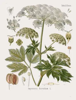 Botanice De Plante Medicinale Masterwort Vintage De Perete Autocolant De Mătase Poster De Arta Panza De Lumina Decor Acasă