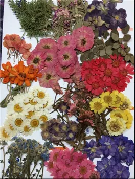 260pcs Asortate Presat Flori Uscate de Frunze de Plante Ierbar Pentru Bijuterii Pandantiv Inel Cercei Floare a Face Accesorii