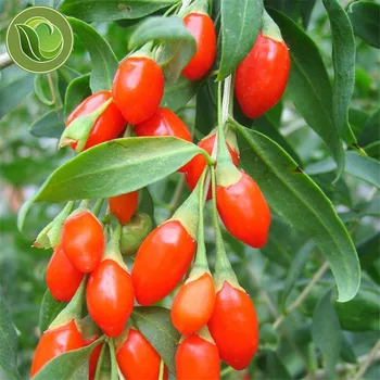 Fructe de Padure Goji uscate Goji Berry(Wolfberry) pe bază de Plante pentru Sănătos