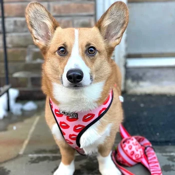 SUPREPET Respirabil Câine de Companie Pectorali Guler Plasă de Drăguț Ham pentru Dihori Mediu Ham Anti Trage Chihuahua Accesorii