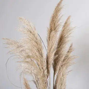 Mare Reed Flori Uscate De Plante Naturale Uscate Buchet De Flori Familie Decorare Nunta, Decorare
