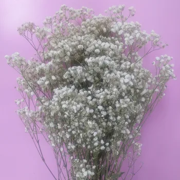 80g/Buchet Colorat Noi Arival Gypsophila paniculata Naturale Uscate, Flori pentru Nunta ,ziua Îndrăgostiților， Acasă , decorare Birou