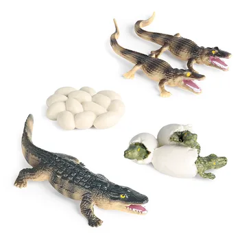 Cognitive a copiilor de Simulare de Animale Salbatice Model Crocodil Ciclu de Crestere Model de Papusa Figurine Baieti Jucarii Educative#p30