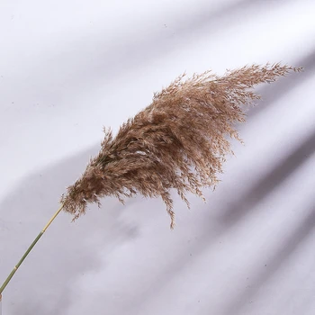 Africa De Sud Prerie Real Iarbă De Pampas Plante Uscate Reed Real Artificiale Împrăștiate Frunze De Nunta Decor Interior Decor Acasă