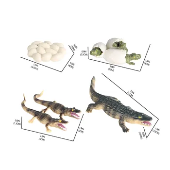 Cognitive a copiilor de Simulare de Animale Salbatice Model Crocodil Ciclu de Crestere Model de Papusa Figurine Baieti Jucarii Educative#p30