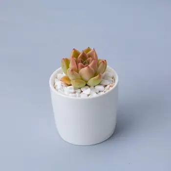 TECHOME Noi Acasă Decorare Grădină Cameră Desktop Rotund Ceramice, Ghivece de Flori Mici de 6.5 cm Diametru Ghivece de Flori Catcus Plantat