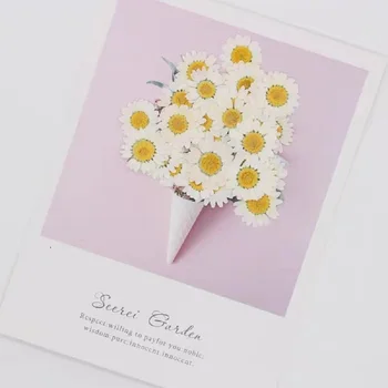 250pcs Presate Uscat Daisy Flori Plante Pentru Epoxidică Rășină Pandantiv Colier Bijuterii de Marcaj a Face Față Ambarcațiuni DIY Accesorii